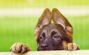 Big Ears Dog wallpaper thumb