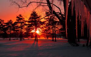 Dusk, winter, snow, trees, icicles, sunset wallpaper thumb