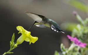 Birds close-up, hummingbird, yellow flowers wallpaper thumb
