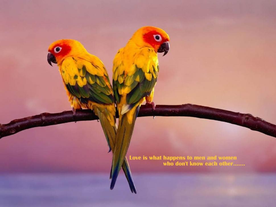 Love Birds Quotes s Computer Desktop Background wallpaper,animal wallpaper,love bird wallpaper,love bird images wallpaper,love birds wallpapers wallpaper,1600x1200 wallpaper