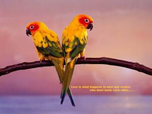 Love Birds Quotes s Computer Desktop Background wallpaper thumb