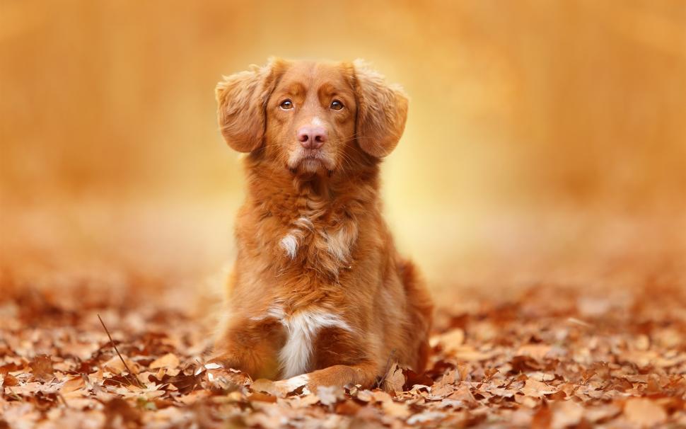 Brown color dog, portrait, leaves, autumn wallpaper,Brown HD wallpaper,Color HD wallpaper,Dog HD wallpaper,Portrait HD wallpaper,Leaves HD wallpaper,Autumn HD wallpaper,1920x1200 wallpaper