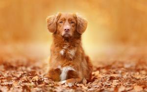 Brown color dog, portrait, leaves, autumn wallpaper thumb