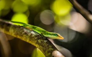 Green lizard, tree branch, bokeh wallpaper thumb