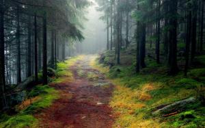 Rusty path through foggy forest wallpaper thumb