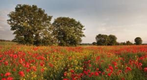Field with poppies wallpaper thumb