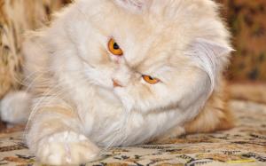 Persian Cat with Red Eyes wallpaper thumb