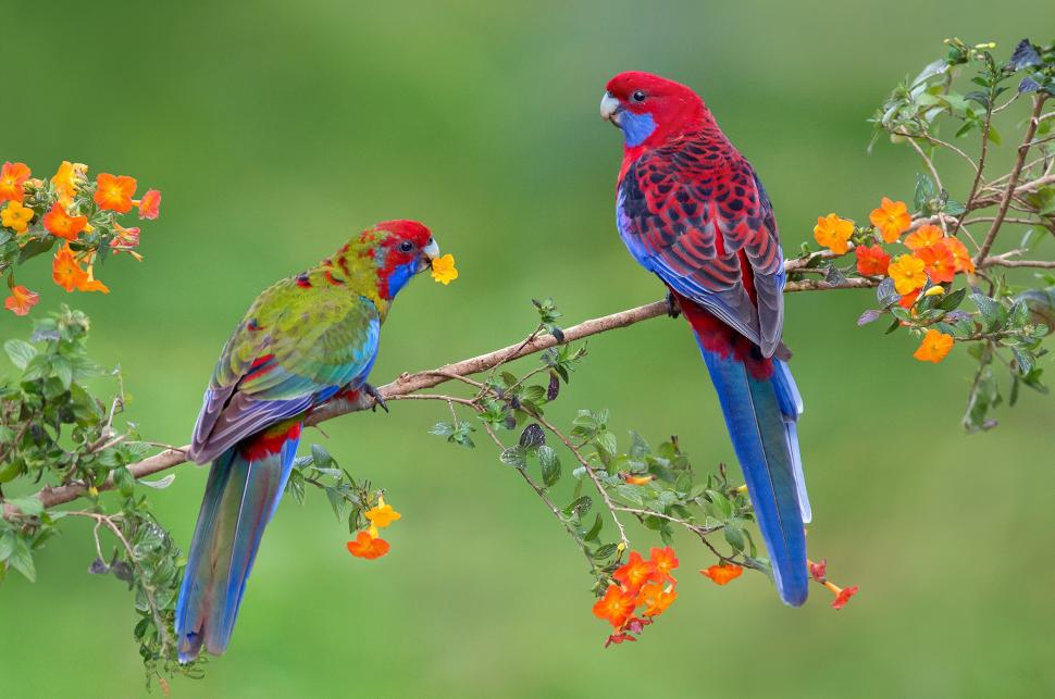 A couple parrots wallpaper,parrot HD wallpaper,Bird HD wallpaper,couple HD wallpaper,branch HD wallpaper,2100x1394 wallpaper