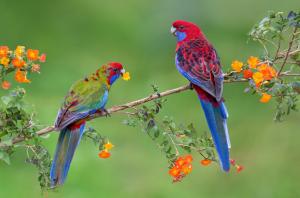 A couple parrots wallpaper thumb