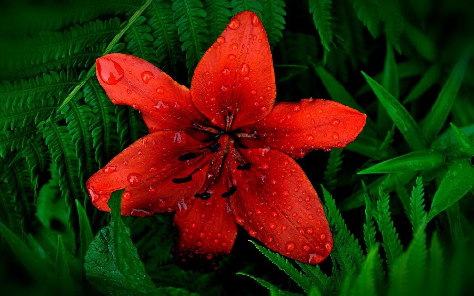 Red Lily Flower wallpaper,lily HD wallpaper,petals HD wallpaper,2560x1600 wallpaper