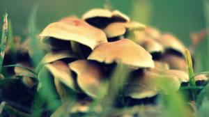 Mushroom Macro HD wallpaper thumb