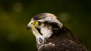 Bird Hawk Falcon HD wallpaper thumb