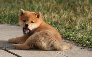 Brown puppy, lying, yawn wallpaper thumb