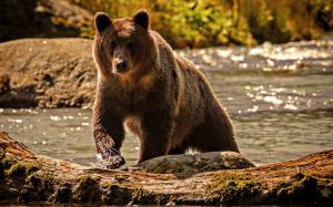 Bear Grizzly Bear HD wallpaper thumb