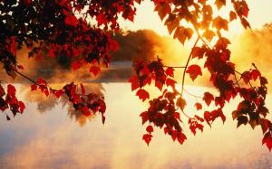 Autumn, trees, leaves, sunlight rays, beautiful scenery wallpaper thumb