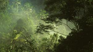 Tropical Jungle Forest Trees HD wallpaper thumb