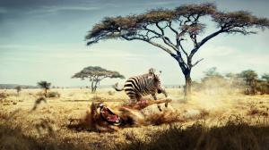 Lion Vs Zebra Animals wallpaper thumb