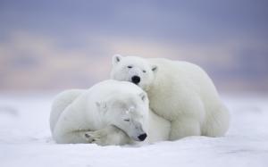 Arctic National Wildlife Refuge, Alaska, polar bears family, fall sleep wallpaper thumb