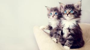 Blue-eyed Kitten wallpaper thumb