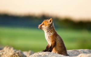 Cute little fox, cub, stone, bokeh wallpaper thumb