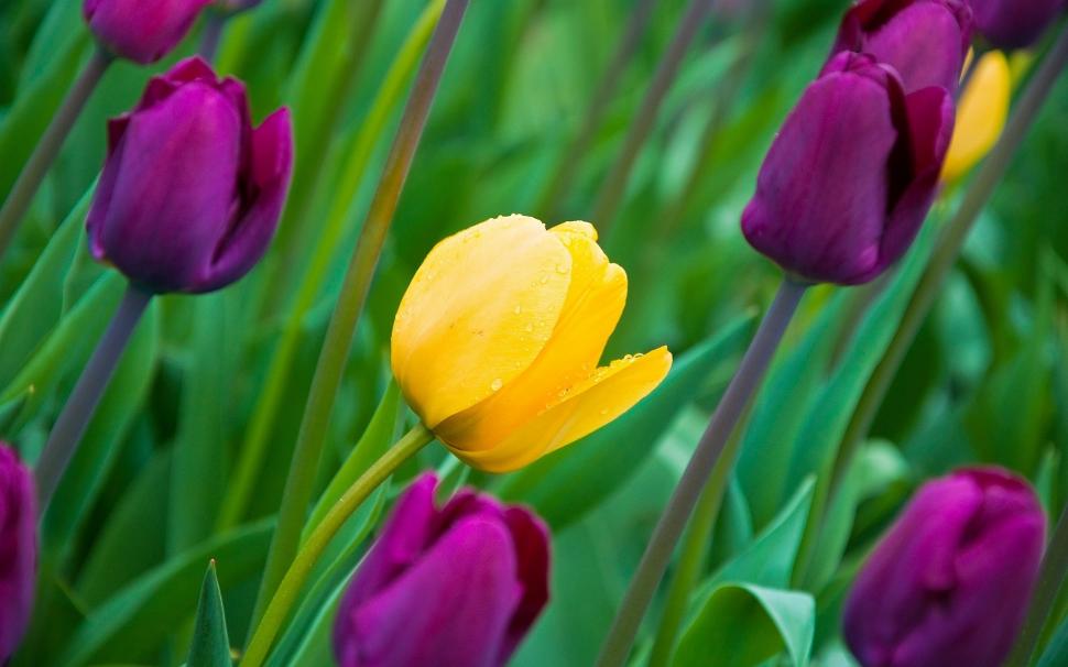 Tulips, yellow and purple flowers, buds, petals, dew wallpaper,Tulips HD wallpaper,Yellow HD wallpaper,Purple HD wallpaper,Flowers HD wallpaper,Buds HD wallpaper,Petals HD wallpaper,Dew HD wallpaper,1920x1200 wallpaper