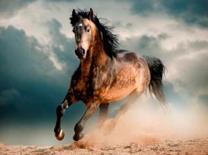 Horse, mustang, desert, gallop wallpaper thumb