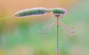 Insect, dragonfly, grass, morning, dew drops wallpaper thumb