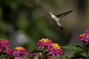 Hummingbird and flowers wallpaper thumb
