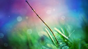 Grass Macro Blur Bokeh HD wallpaper thumb
