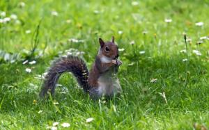 Squirrel eating grass, green, flowers wallpaper thumb