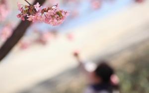 Cherry Blossom Flowers HD wallpaper thumb