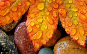 Leaves, water drop, autumn wallpaper thumb