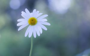 White flower, chamomile, glare wallpaper thumb