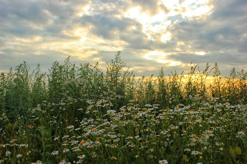 Fields Sky Camomiles Clouds Nature Flowers wallpaper,nature HD wallpaper,flowers HD wallpaper,fields HD wallpaper,camomiles HD wallpaper,clouds HD wallpaper,2048x1365 wallpaper