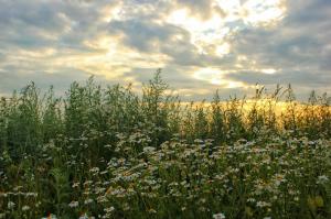 Fields Sky Camomiles Clouds Nature Flowers wallpaper thumb
