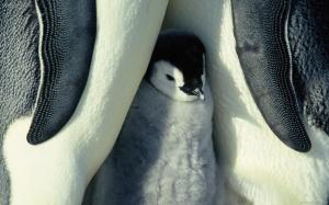 Baby Penguin wallpaper thumb