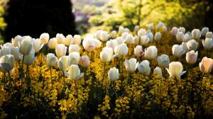 Spring, park, white tulip flowers wallpaper thumb