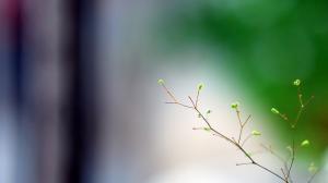 Twig Plant Blur HD wallpaper thumb