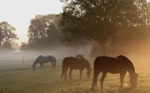 Horses on the foggy field wallpaper thumb
