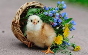Cute chick, basket, flowers wallpaper thumb