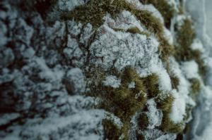 Nature, Grass, Snow, Macro wallpaper thumb