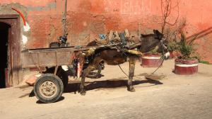 Donkey and wagon in Marrakech wallpaper thumb
