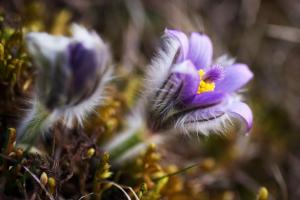 Sleep-grass, flowers, purple wallpaper thumb