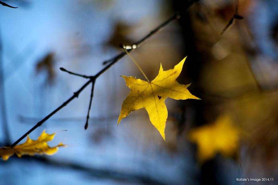 Maple Leaves, Yellow, Nature, Depth Of Field, Bokeh, Fall wallpaper,maple leaves wallpaper,yellow wallpaper,nature wallpaper,depth of field wallpaper,bokeh wallpaper,fall wallpaper,1500x1000 wallpaper