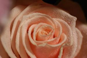 A Very Pretty Peach Rose. wallpaper thumb