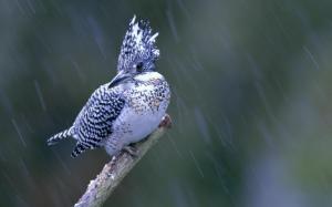 Lovely Bird In The Rain wallpaper thumb