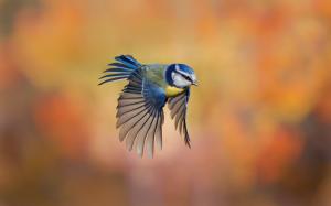 Bird close-up, chickadee flying, blur background wallpaper thumb