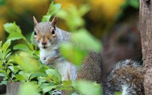 Squirrel in foliage wallpaper thumb