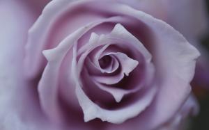 Rose Flower Macro HD wallpaper thumb