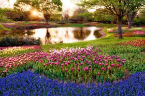 japan, tokyo, morning, sun, rays, sunrise, park, pond, trees, flowers, muscari, blue, tulips, colorful wallpaper thumb